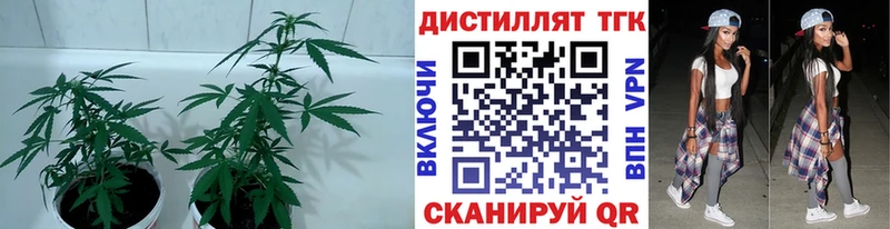 ТГК Wax  kraken   Октябрьский 