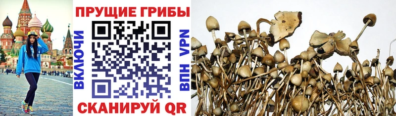 Галлюциногенные грибы мицелий  Октябрьский 