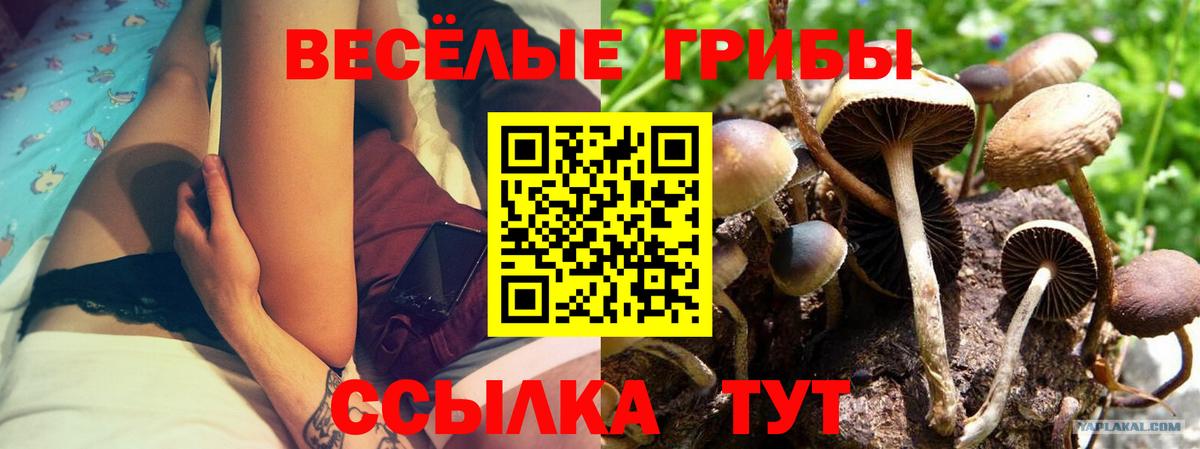 Галлюциногенные грибы прущие грибы  Вход с VPN  Октябрьский  Галлюциногенные грибы Psilocybine cubensis 